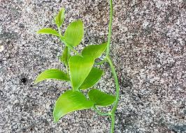 Image result for Asparagus asparagoides