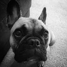 In general, the second sunday of april month is recommended for the easter date. Mr Spuddles On Instagram How Many More Days Until Easter Bunny Awwww Too Long Frenchy Frenchies Fren French Bull French Bulldog Days Until Easter