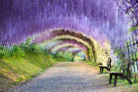 Image result for Wisteria