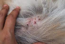 Cat hair loss additionally, constant itching and licking can lead to bald patches and hair loss. Dermatitis Red Inflamed Sore Skin Or A Rash In Cats Pdsa