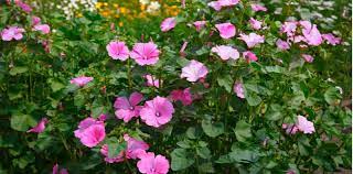 Growing Lavatera Planting Care Feeding And More Pyracantha Co Uk