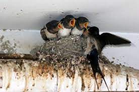 Top ways to prevent san diego bee infestations. Bird Pest Control And Solutions San Diego Adios Pest Control