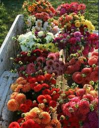 Pin By Danielle Valente On Flowers Plants Flower Farm Flower Garden Beautiful Flowers
