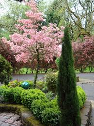 Cherry Blossom Tree In The Backyard Blossom Garden Trees For Front Yard Small Trees For Garden