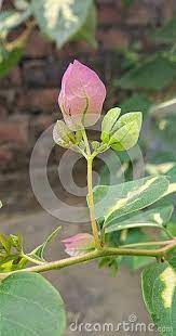 Pin On Flowers So Adorable