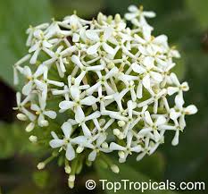 Image result for Ixora narcissodora