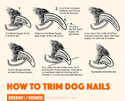 Most people dread it, so they postpone the task until the puppy turns six months old, which they shouldn't. How To Cut An Uncooperative Dog S Nails In 4 Simple Steps Walkthepets