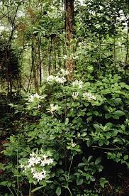 Rhododendron Viscosum Rhododendron Viscosum Azaleas Garden Azaleas Rhododendron