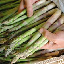 Maybe you would like to learn more about one of these? Asparagus Crowns Backlim Dobies