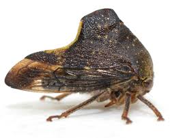 Image result for Eriosema monticola