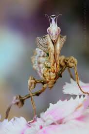 Pin By Rene Schulte On Mantes Praying Mantis Bugs And Insects Arthropods