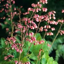 Image result for Heuchera cylindrica Greenfinch