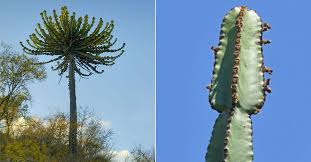 Image result for Euphorbia lissosperma