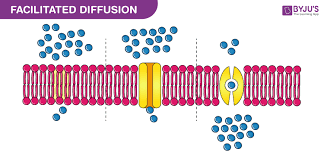 Organelles common to all cells are: What Is Diffusion Definition Types Examples Of Diffusion