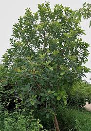 Image result for Vitellariopsis