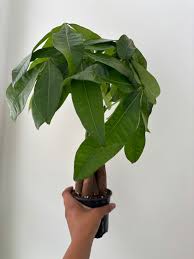 Image result for Pachira