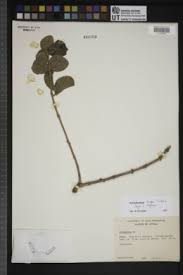 Image result for Erianthemum dregei