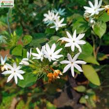 Image result for Jasminum multiflorum