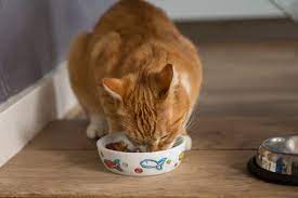 Best Canned Cat Foods For 2018 Best Cat Food Cat Nutrition Homemade Cat Food