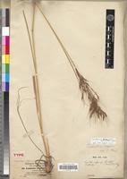 Image result for Loudetia simplex