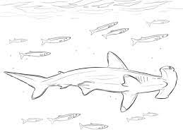 Coloriage Requin Marteau Avec Poisson Pilote Coloriages A Imprimer Gratuits