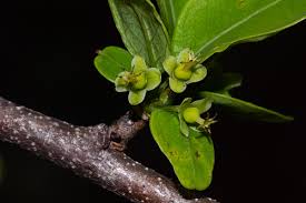 Image result for Margaritaria