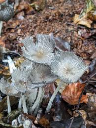Image result for Coprinus lagopus