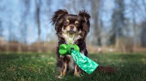 Families are having their pups cross the rainbow bridge at home for the best reasons. Pet Waste Saratoga Springs Ut