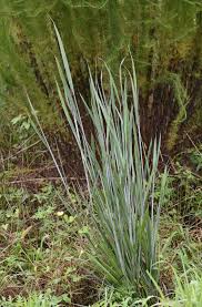 Image result for Panicum subalbidum