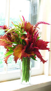 Arrangement Coleus Leaves And Plumed Celosia Flowers Beautiful Bouquet Ikebana Flowers