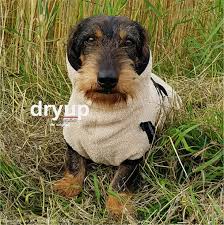 Dackel synonyms, dackel pronunciation, dackel translation, english dictionary definition of dackel. Dryup Cape Hundebademantel Speziell Fur Dackel Trockencape Baumwollfrottee 5 Grossen Deinefellnase De