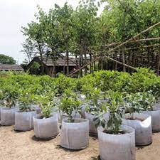 Container gardening supplies for sale. 5 Sizes Fabric Grow Bags Fabrics Garden Supplies Nursery Pots Seedling Raising Bags Grow Bag Fabric Grow Bagsgarden Supplies Aliexpress