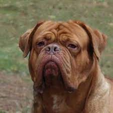 poroda sobak bordosskij dog opisanie porody proishozhdenie temperament foto sobak porody bordosskij dog porody sobak sobaki foto sobak