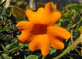 Image result for Thunbergia gregorii