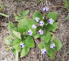 Image result for Craterostigma newtonii