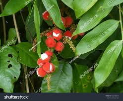 Image result for Burseraceae