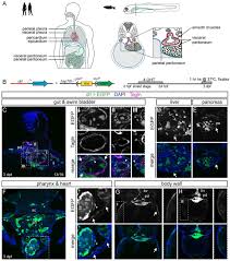 Schematic representation of fibrin gel matrix formation. Hand2 Delineates Mesothelium Progenitors And Is Reactivated In Mesothelioma Biorxiv