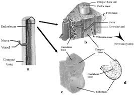 Create your own flashcards or choose from millions created by other students. Application Of 3d Printing Technology In Bone Tissue Engineering Springerlink