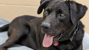 **the aspca is committed to prioritizing the health and safety of the community, the animals in our care and our staff, and we are. Dog Adopted After 1 134 Days At Animal Friends In Pittsburgh 10tv Com