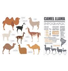 The conservation status and management of wild camels in mongolia. Double Hump Camel Vector Images 12