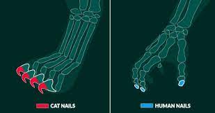 Why Don T Dogs Use Their Claws And Cats Do