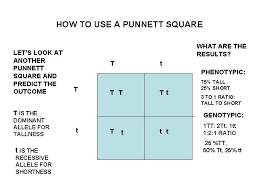 Below is a punnett square showing what happens when you cross a pure black cow (bb) with a black and white spotted cow (bw). T T T Tt T Genetics Single Trait