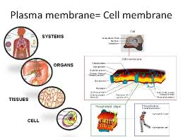 As such, it consists of lipids in the form of phospholipids. Plasma Membrane Cell Membrane Systems Organs Tissues Cell