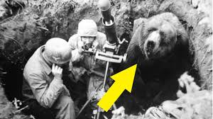Toutes les archives n'ont pas encore été déclassifiées et, si la plupart des événements sont connus, il n'en demeure pas moins que plusieurs vérités se superposent : L Ours Qui A Fait La Guerre 2nd Guerre Mondiale Hdg 4 Youtube