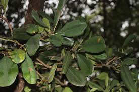 Image result for Manilkara