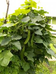 Image result for Canavalia