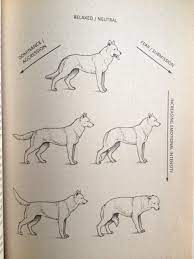 Tail Talk Or How To Read What Your Dog Is Telling You