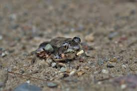 Image result for Centrolene heloderma