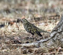 Image result for トラツグミ