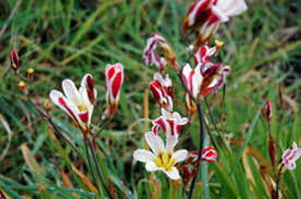 Image result for Sparaxis